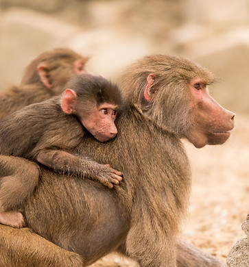 Image by Ramon Vloon