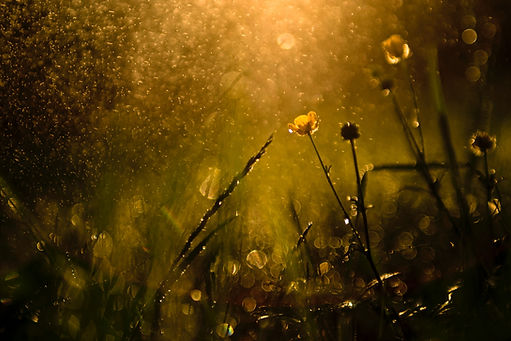 Image by Basil Smith