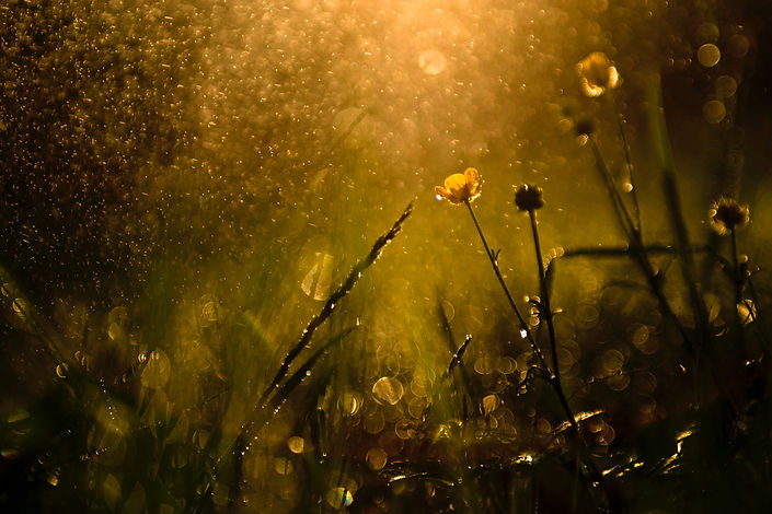 Image by Basil Smith