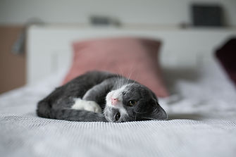 Cat on bed pet sitting