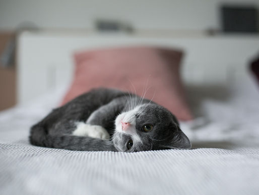 The Benefits of Spaying and Neutering Your Cat for a Healthier Life