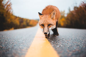 Image by Erik Mclean