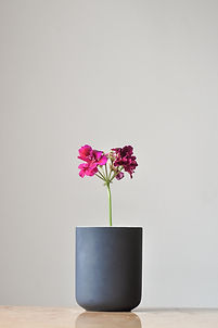 Image by Zel Ribeiro
