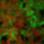 Image by National Cancer Institute