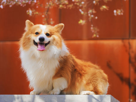 Thrombocytopenia in Canines
