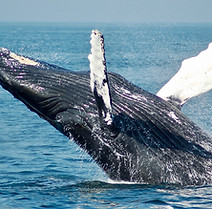 Image by Todd Cravens