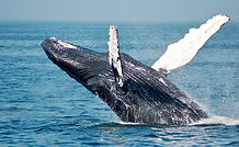 whale Watching Los Cabos