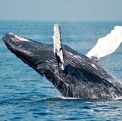 Image by Todd Cravens