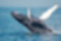Whale watching sydney