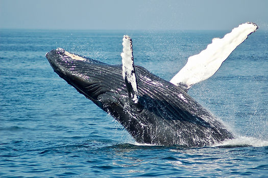 Image by Todd Cravens