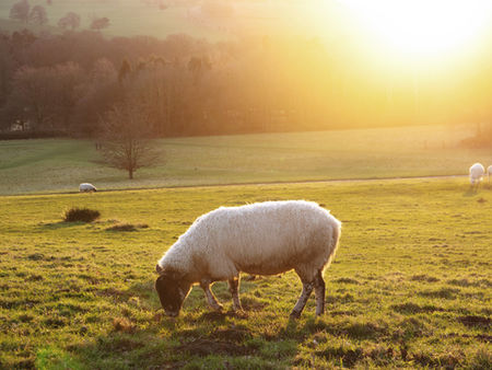 Top 10 Breeds of Sheep for Meat and Wool