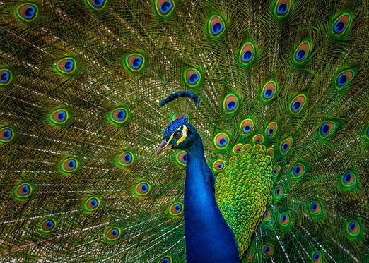 Image by Siddhant Kumar