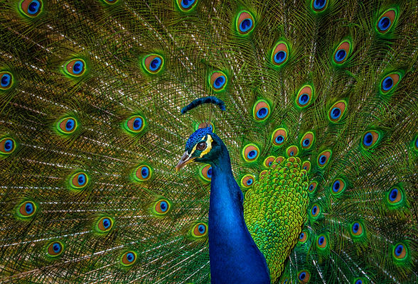 peacock with tail spreadout
