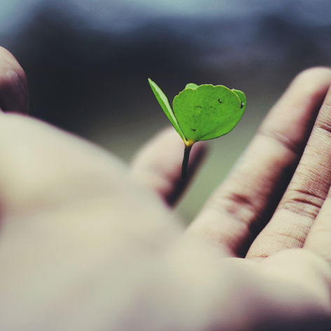 creating the space for what wants to grow