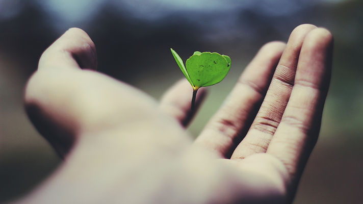 seedling floating on top of palm