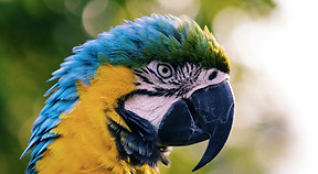 Image by Andrew Pons