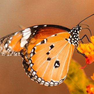 orange butterfly