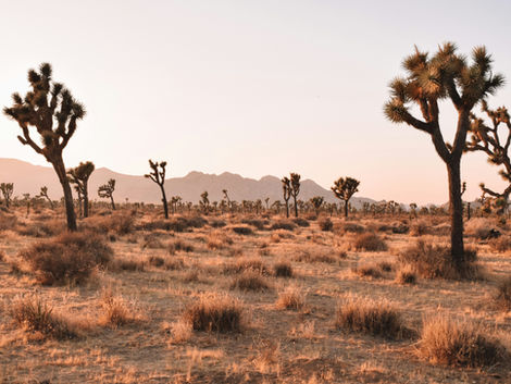 Joshua Tree National Park: Your Guide to Planning the Perfect Visit