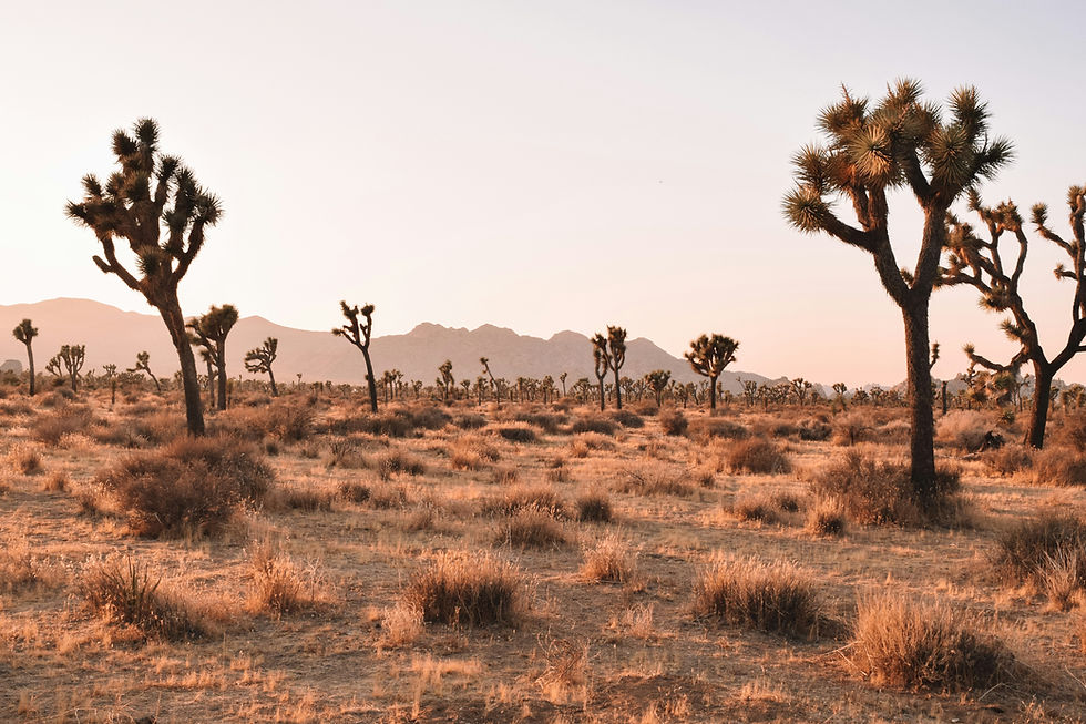 Joshua Tree National Park: Your Guide to Planning the Perfect Visit