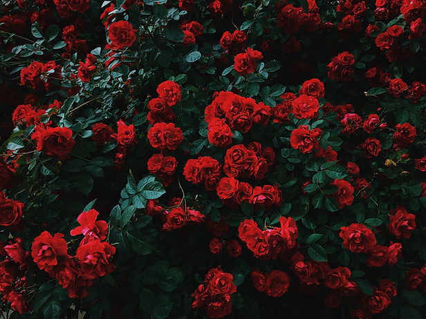 Image by Nikita Tikhomirov