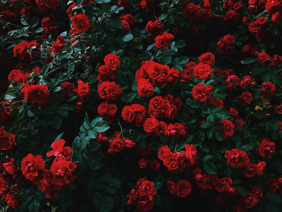 Image by Nikita Tikhomirov