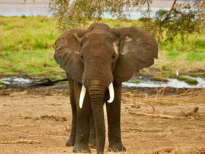 Quelles sont les meilleures périodes pour visiter le parc national du Tarangire ?