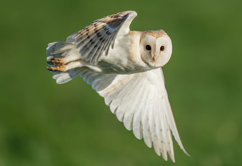 Barn owl flying, seen at Oakwood West Holidays near Chichester, West Sussex.