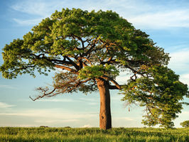 Celebrating National Tree Week