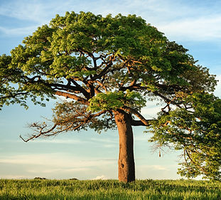 Image by niko photos