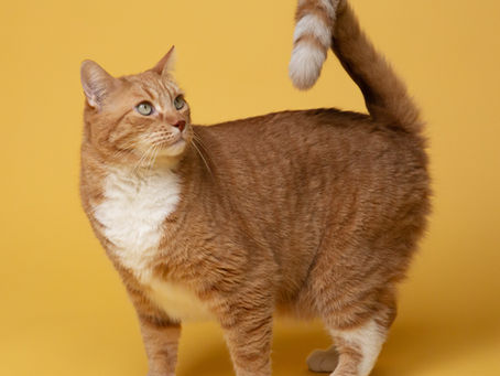 Amankah Pemberian Probiotik Untuk Kucing Kesayangan? Simak Berikut Penjelasannya!