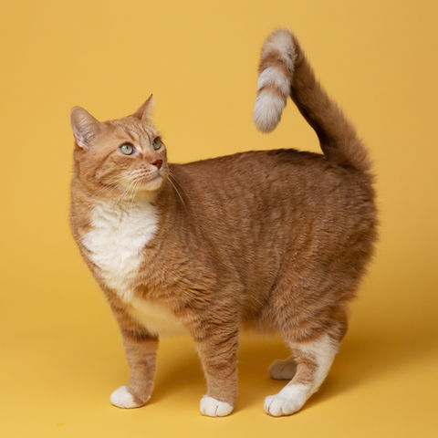 Gato chamado spot na cor caramelo