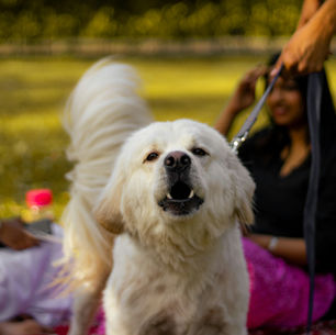 Why Does My Dog Bark?