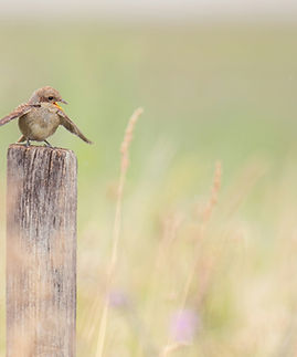 Image by Elias Maurer