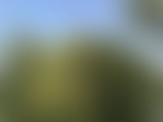 White Willow Bark Tree