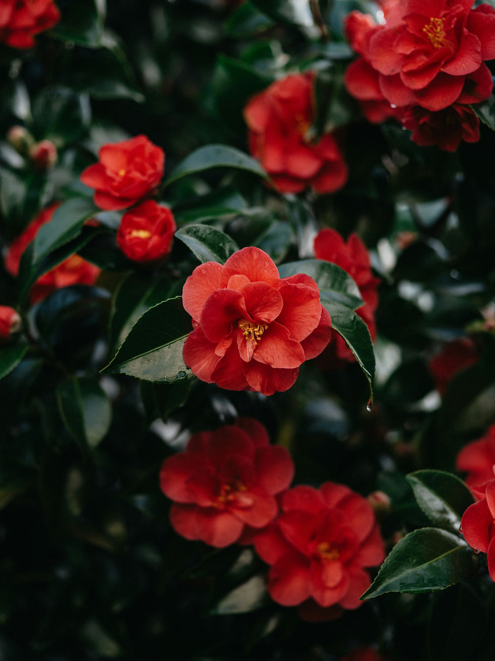 Image by Annie Spratt