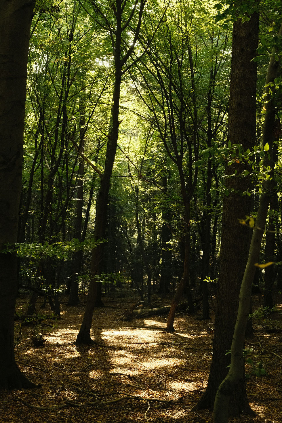 Staying Rooted, Centered, & Connected