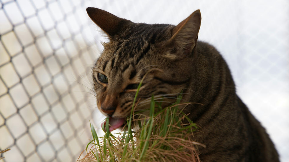 Tabby cat licking grass beside a chain-link fence against a bright white background