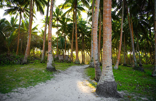 Siargao Palm Walk
