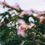 Thumbnail: Mimosa Extract Mood Support