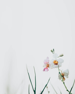 Image by CHUTTERSNAP