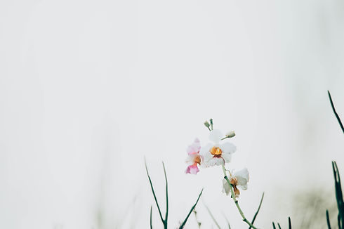 Image by CHUTTERSNAP