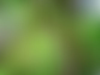 Why We Expect Increased Pest & Disease Pressure in Trees Next Year