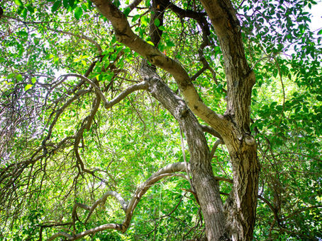 Why We Expect Increased Pest & Disease Pressure in Trees Next Year