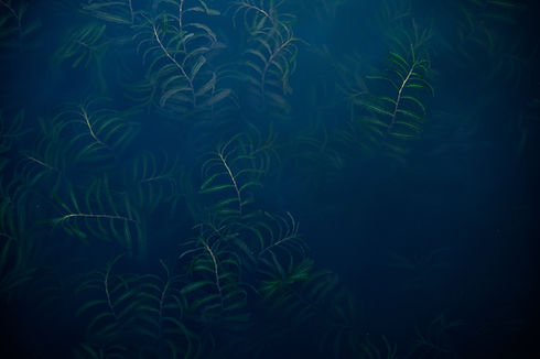 Image by Lachlan Gowen