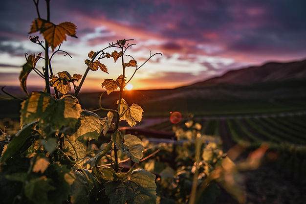 Closeup view of grape vines