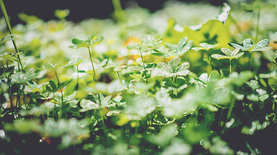 Image of closeup of plants with dark green overlay