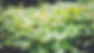 Image of closeup of plants with dark green overlay