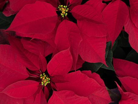 Christmas Plants