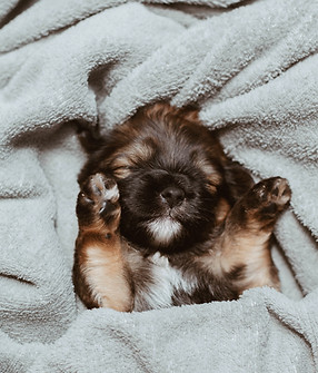 Image by Isabela Kronemberger