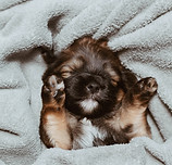 Image by Isabela Kronemberger
